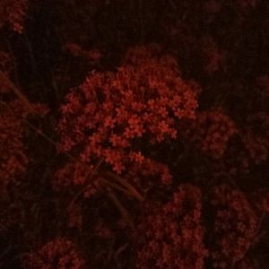 我看俄罗斯女人指令指令
